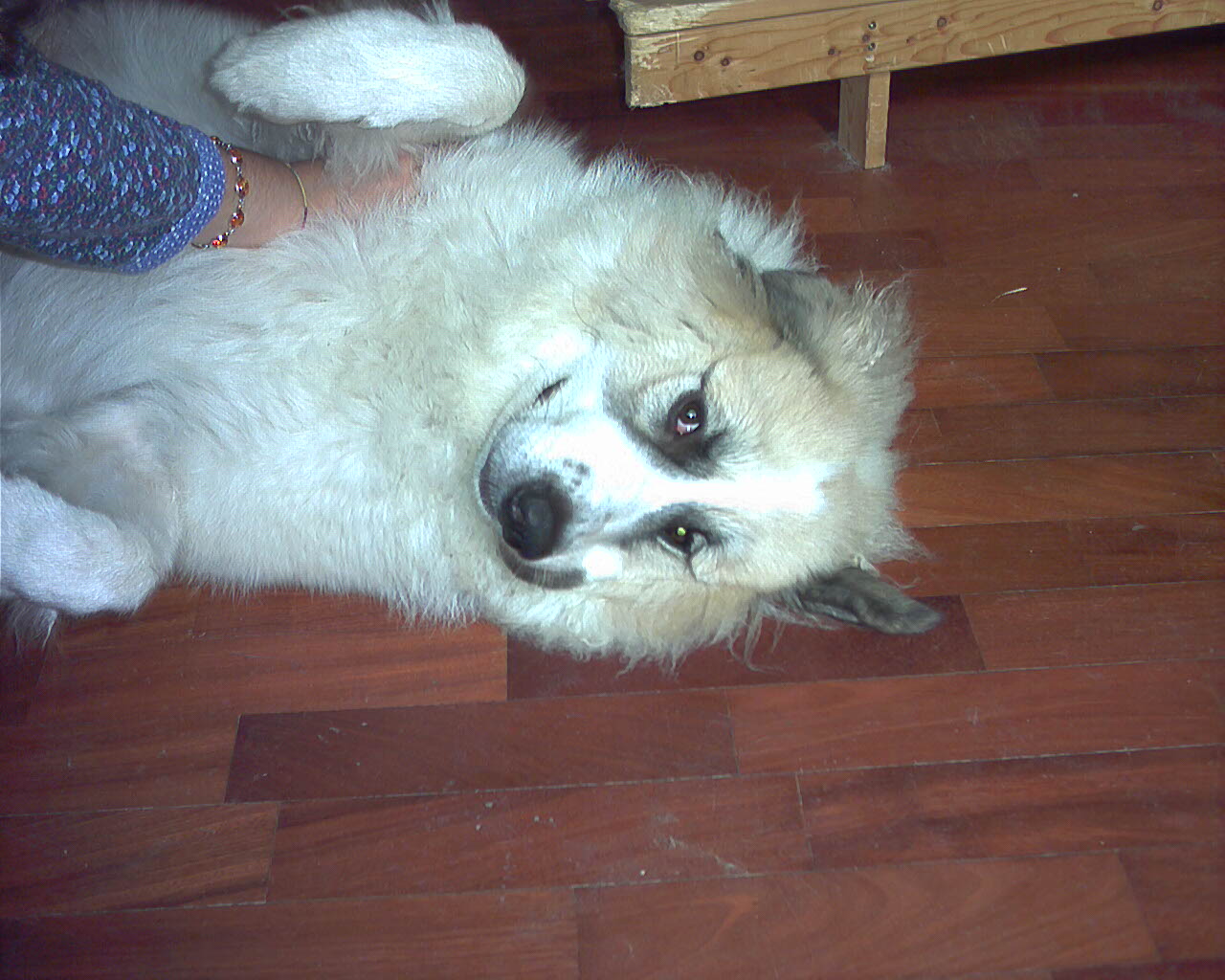 Coccole in casa