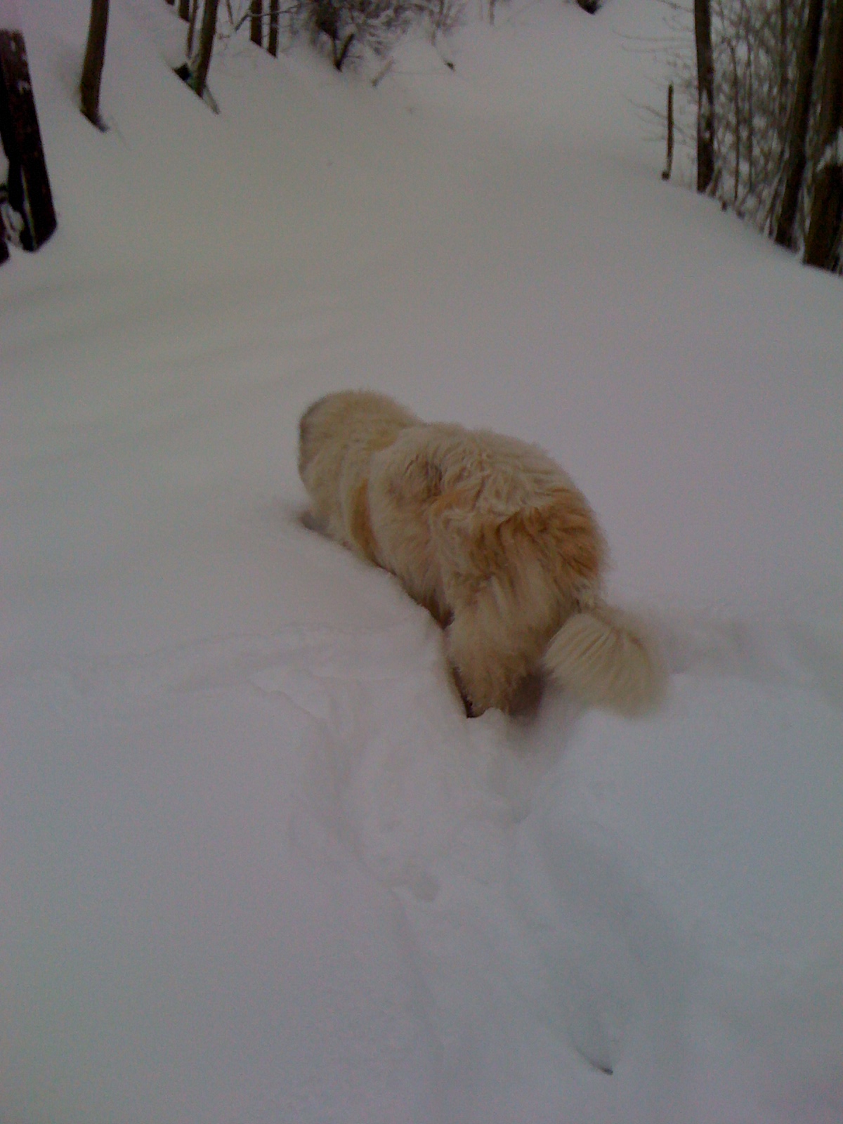 Quanta neve